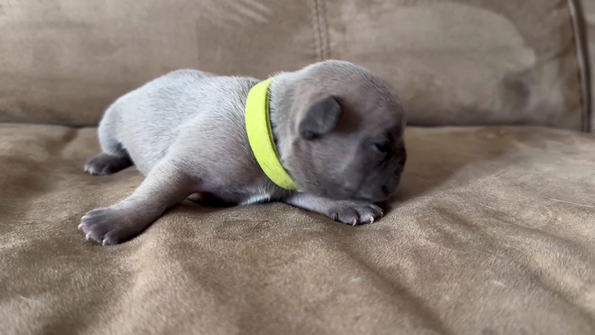 French Bulldog dogs for sale: French Bulldog Puppy 3 - Video 1