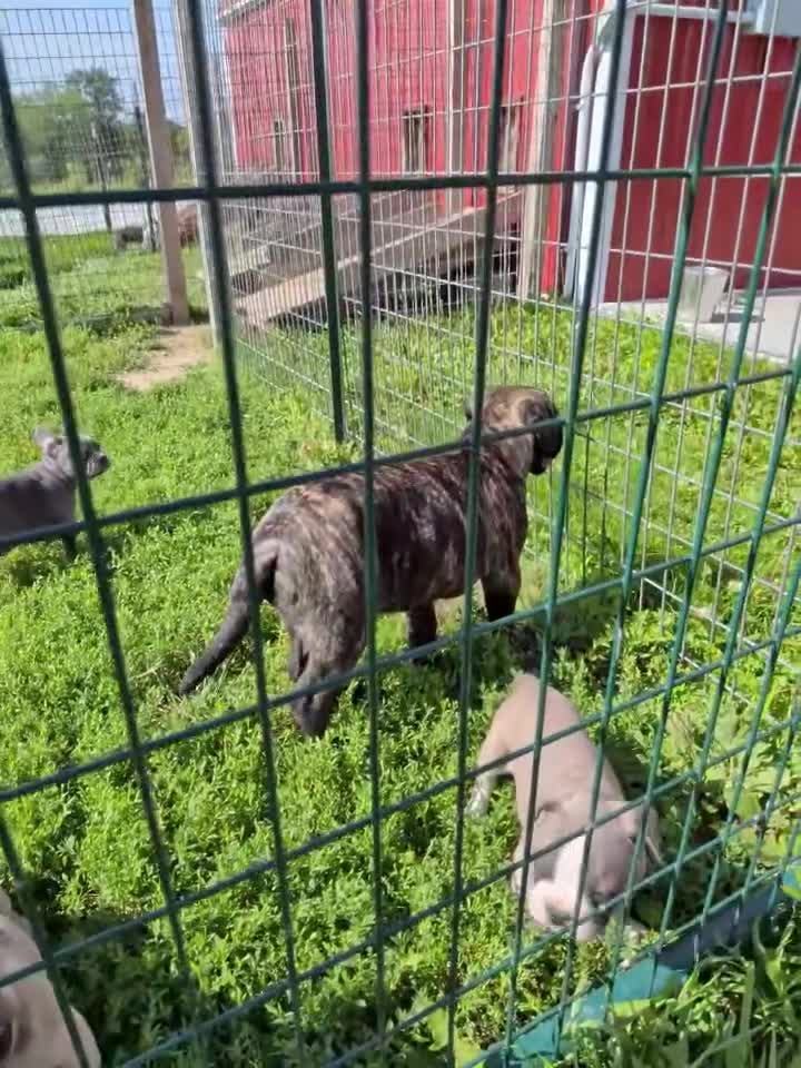 Bullmastiff dogs for sale: Tzurit  - Video 4