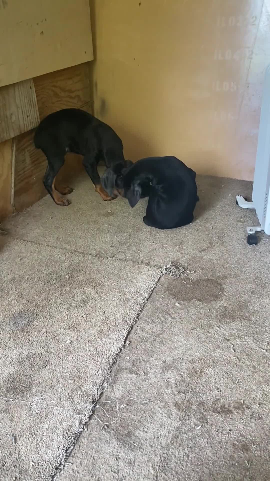 Doberman Pinscher dogs for sale: Doberman Pinscher Puppy 4 - Video 1