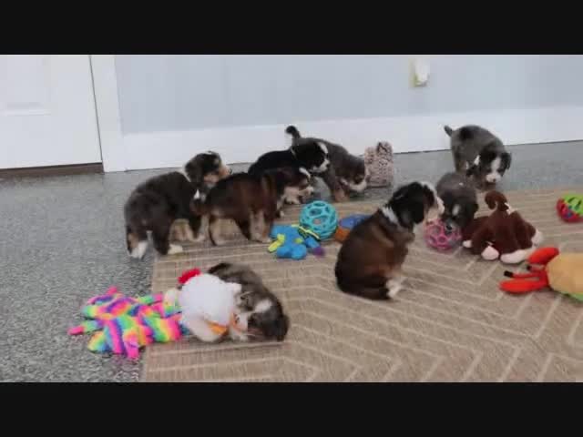 Mini Bernedoodle dogs for sale: Sarge - Video 1
