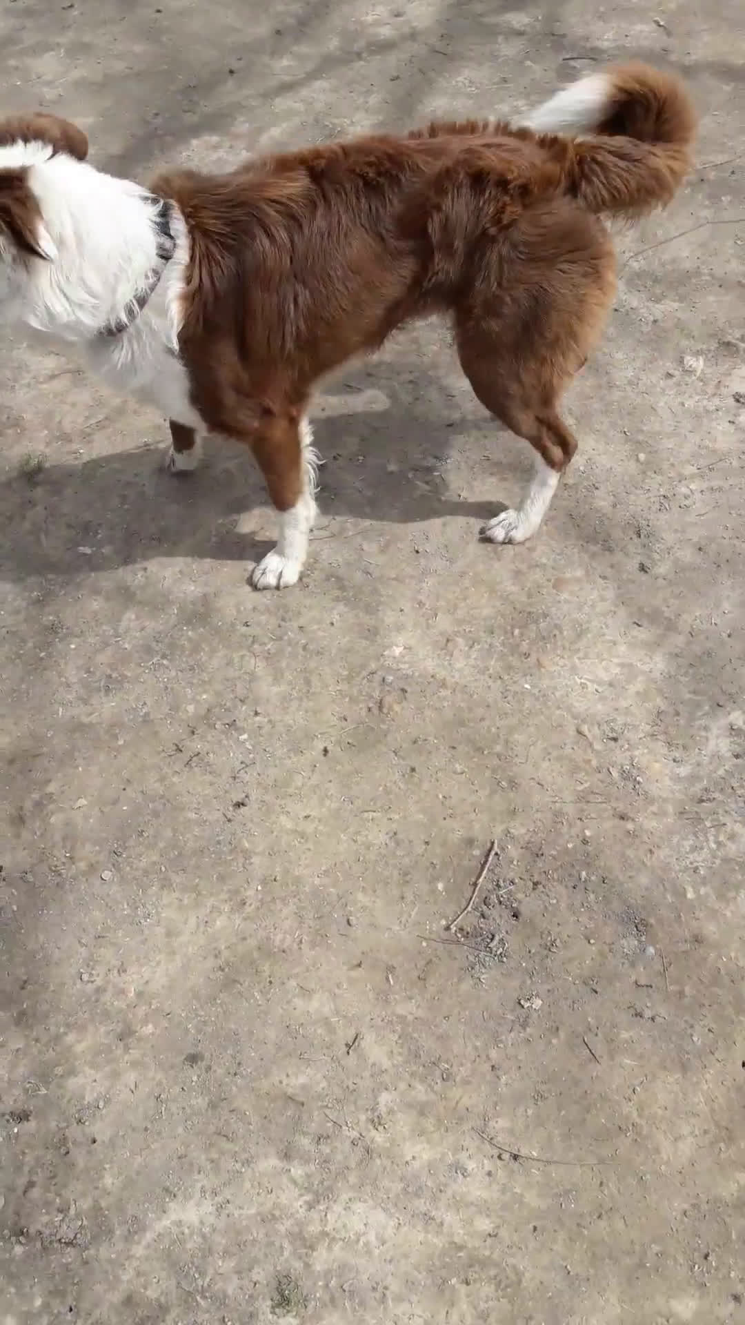 Border Collie dogs for sale: Friday - Video 2