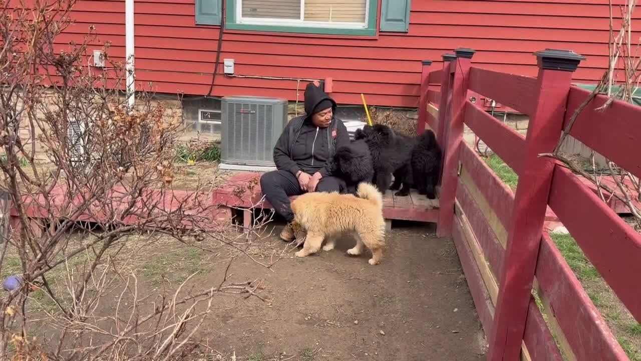 Chow Chow dogs for sale: Chow Chow Puppy 1 - Video 2