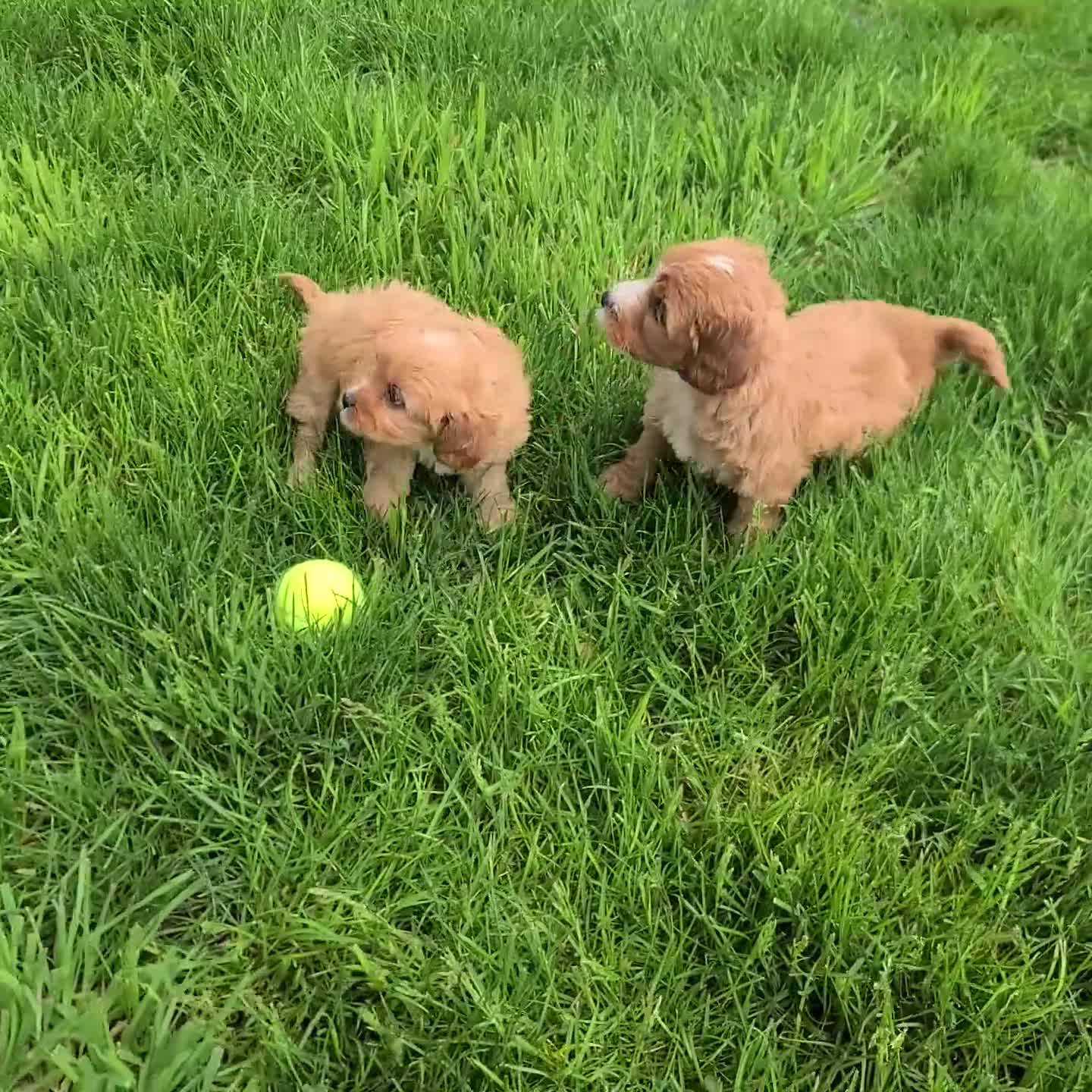 Cavapoo dogs for sale: Eva - Video 1