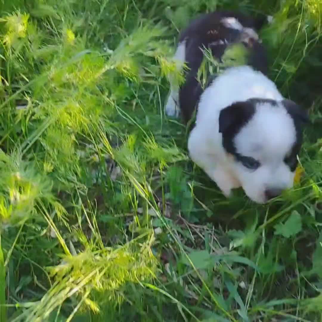 Mixed Breed dogs for sale: Cotton Tail - Video 1