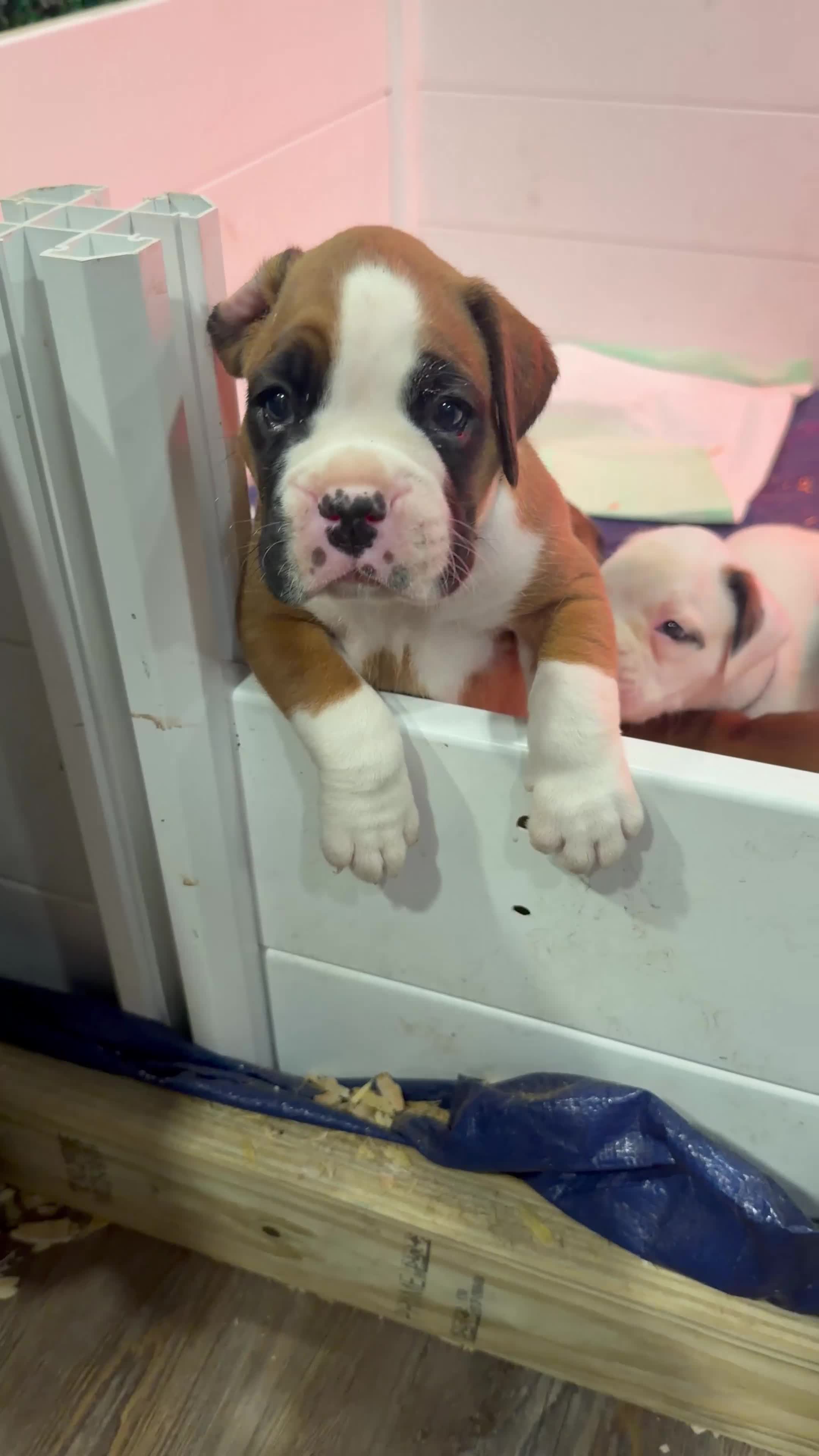 Boxer dogs for sale: Brownie  - Video 1