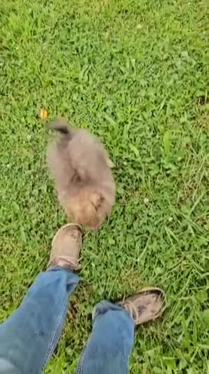 Pomeranian dogs for sale: Toby - Video 1