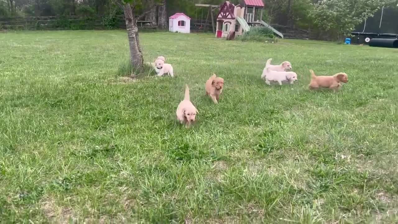 Goldendoodle dogs for sale: Goldendoodle Puppy 1 - Video 1