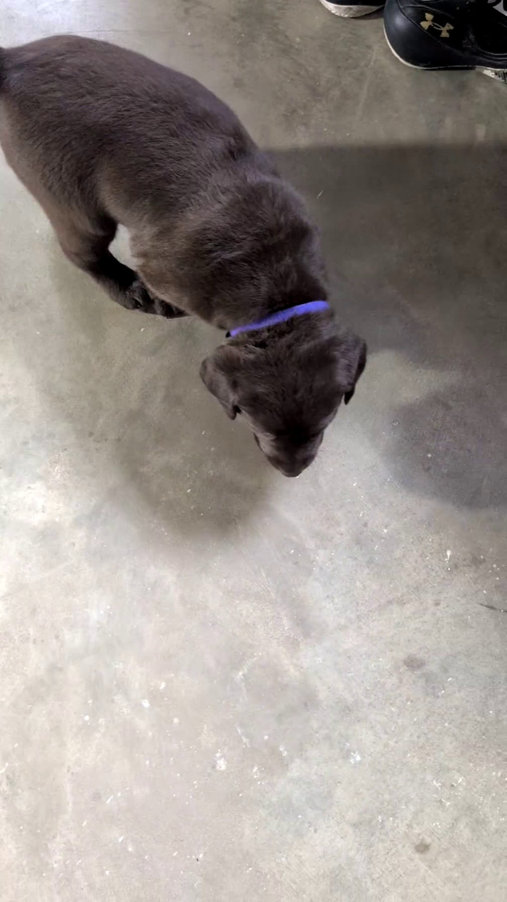 Labrador Retriever dogs for sale: Jewel - Video 1