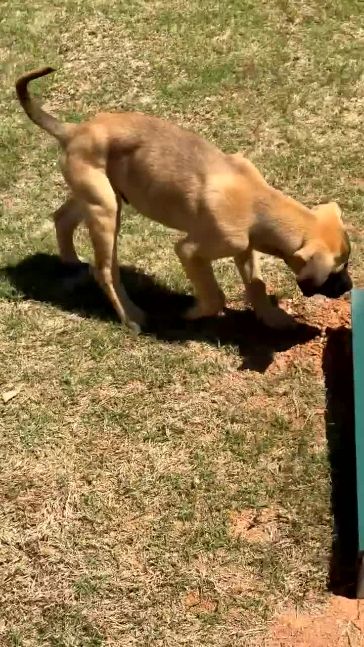 Mixed Breed dogs for sale: Mixed Breed Puppy 1 - Video 1