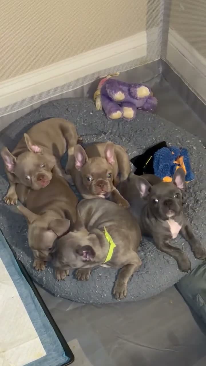 French Bulldog dogs for sale: French Bulldog Blue Sable Male Puppy - Video 1