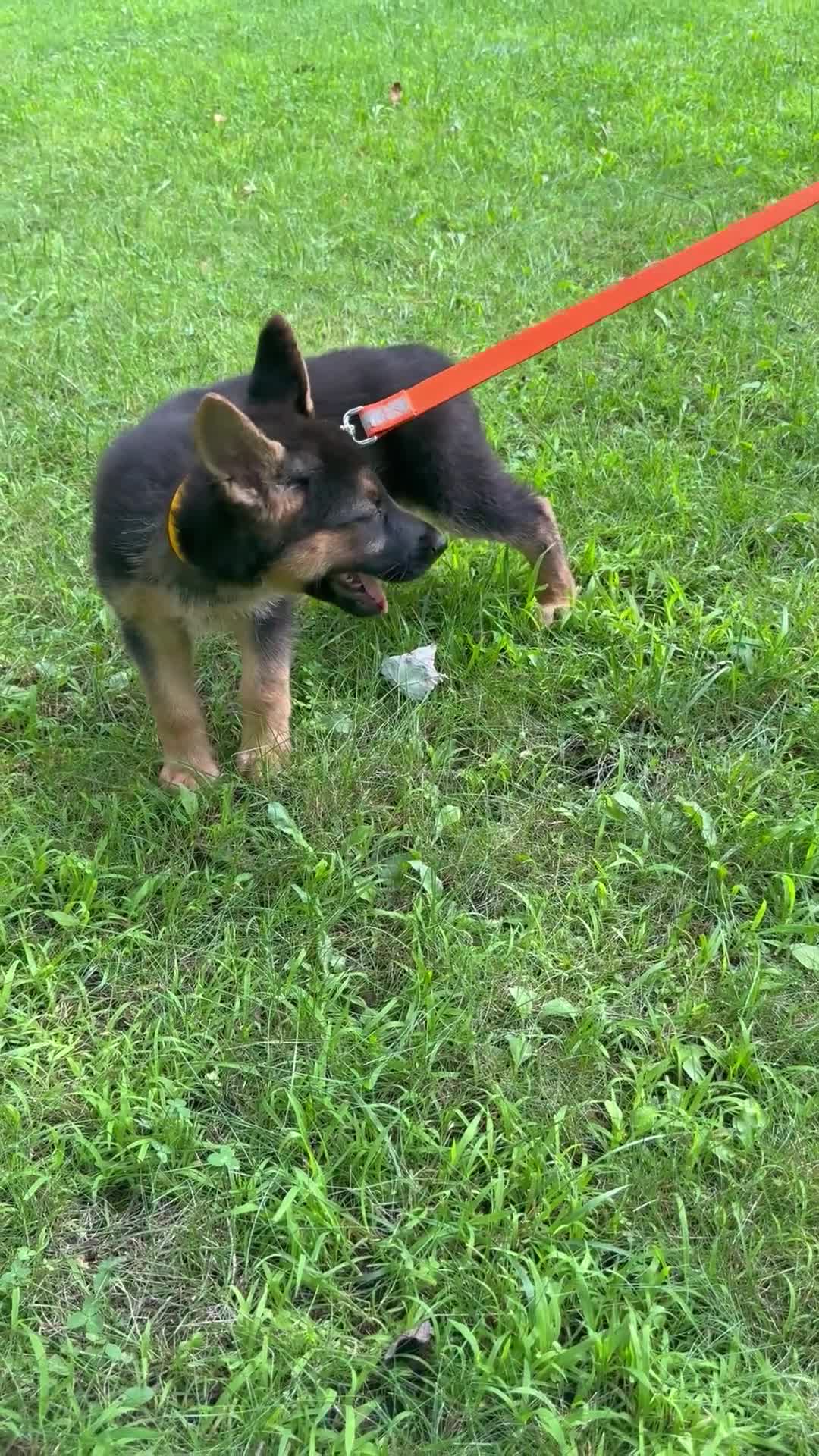 German Shepherd dogs for sale: UÑA - Video 1