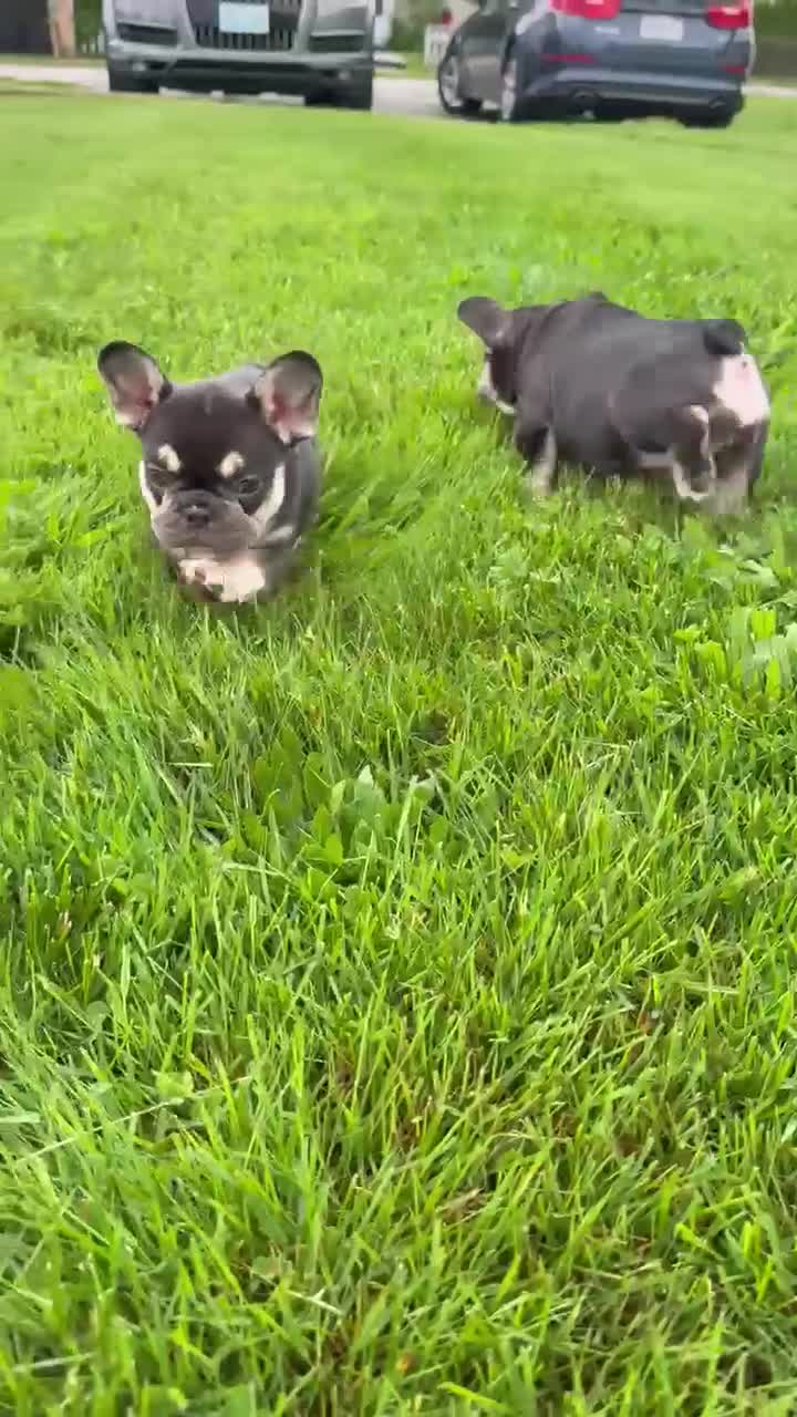 French Bulldog dogs for sale: Dolce - Video 3