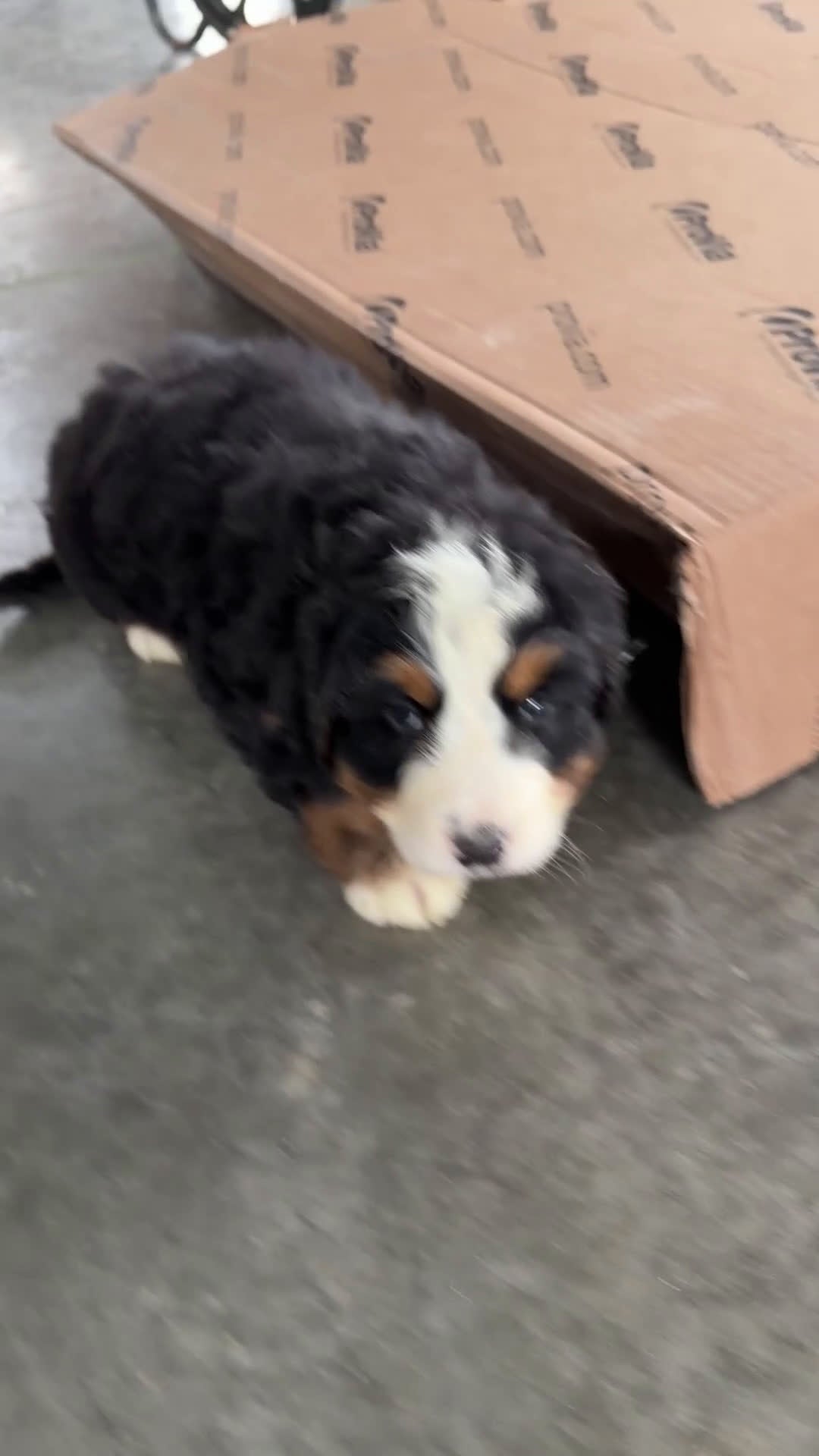 Bernese Mountain Dog dogs for sale: Sonny - Video 1