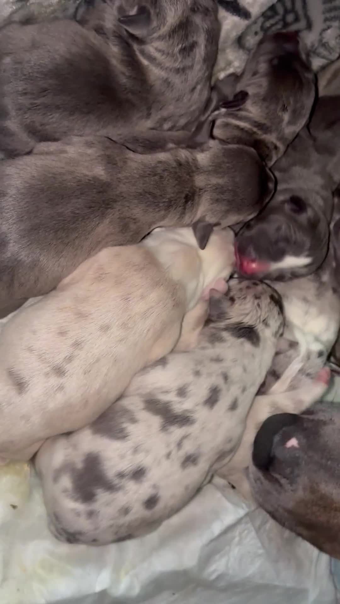 American Bully dogs for sale: American Bully Puppy 1 - Video 1
