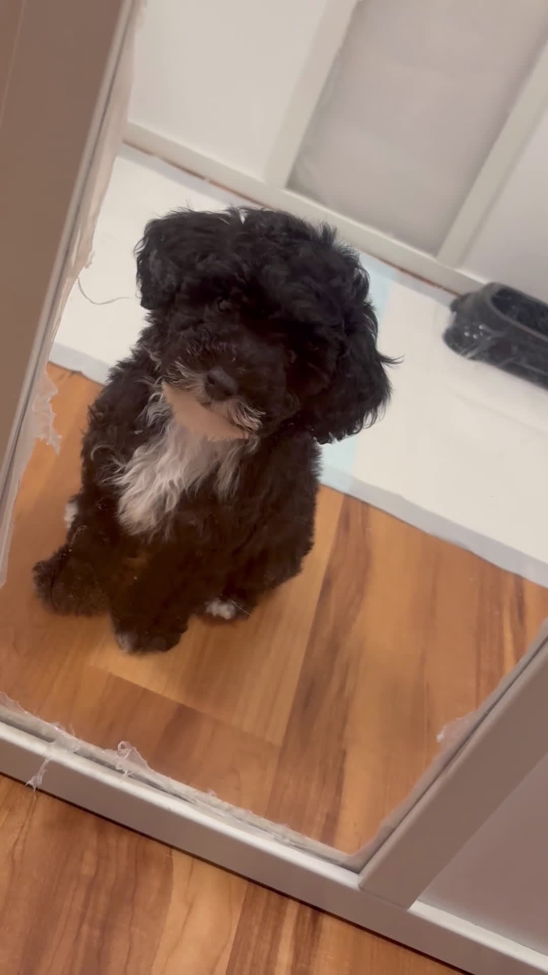 Mini Goldendoodle dogs for sale: Mini Goldendoodle “Oreo”  - Video 1