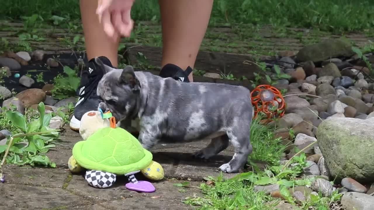 French Bulldog dogs for sale: Jewel - Video 1