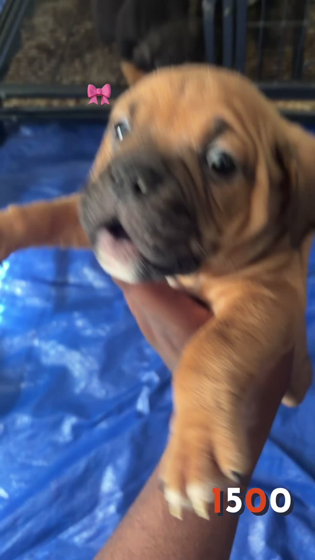 American Bully dogs for sale: American Bully Female - Video 1