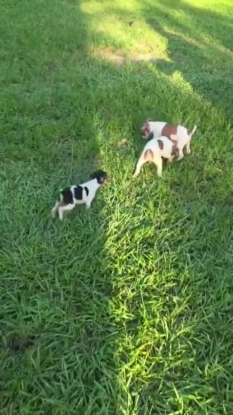 Rat Terrier dogs for sale: Rat Terrier 4 - Video 1
