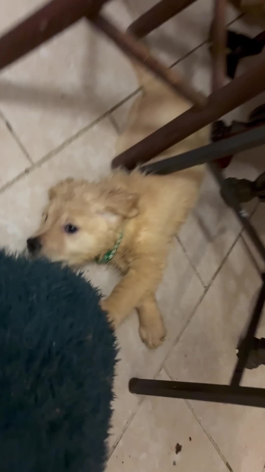 Golden Retriever dogs for sale: Nova - Video 2