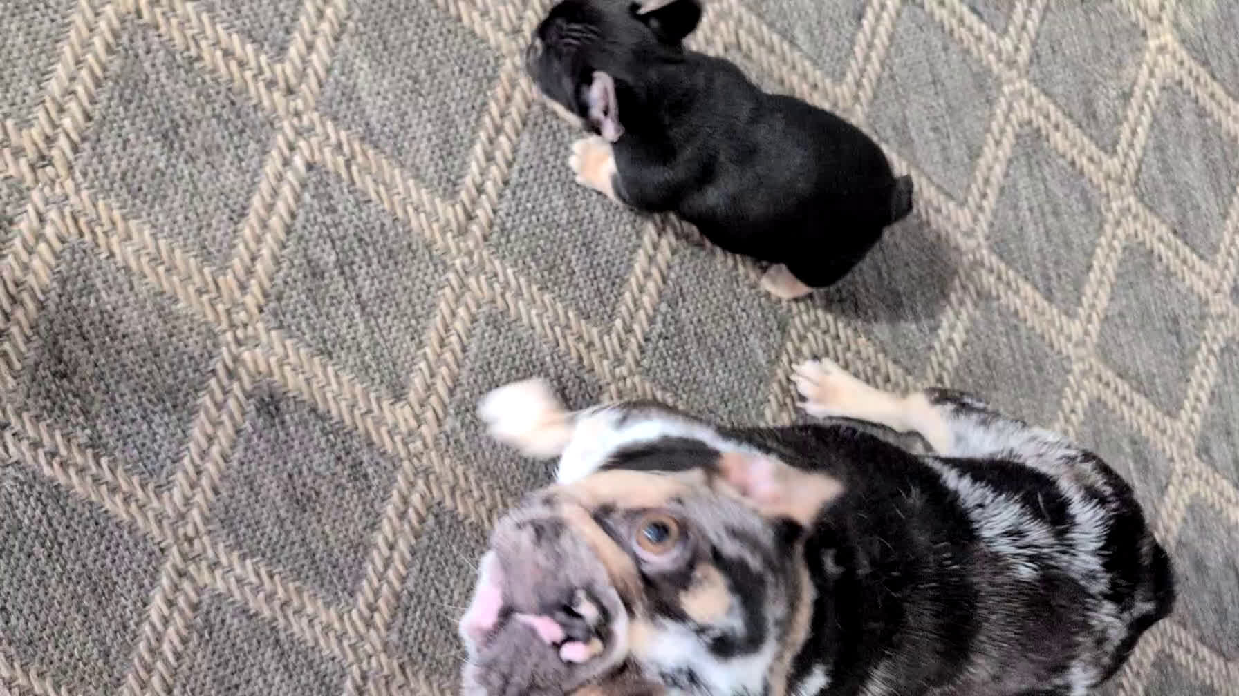 French Bulldog dogs for sale: Scout - Video 1