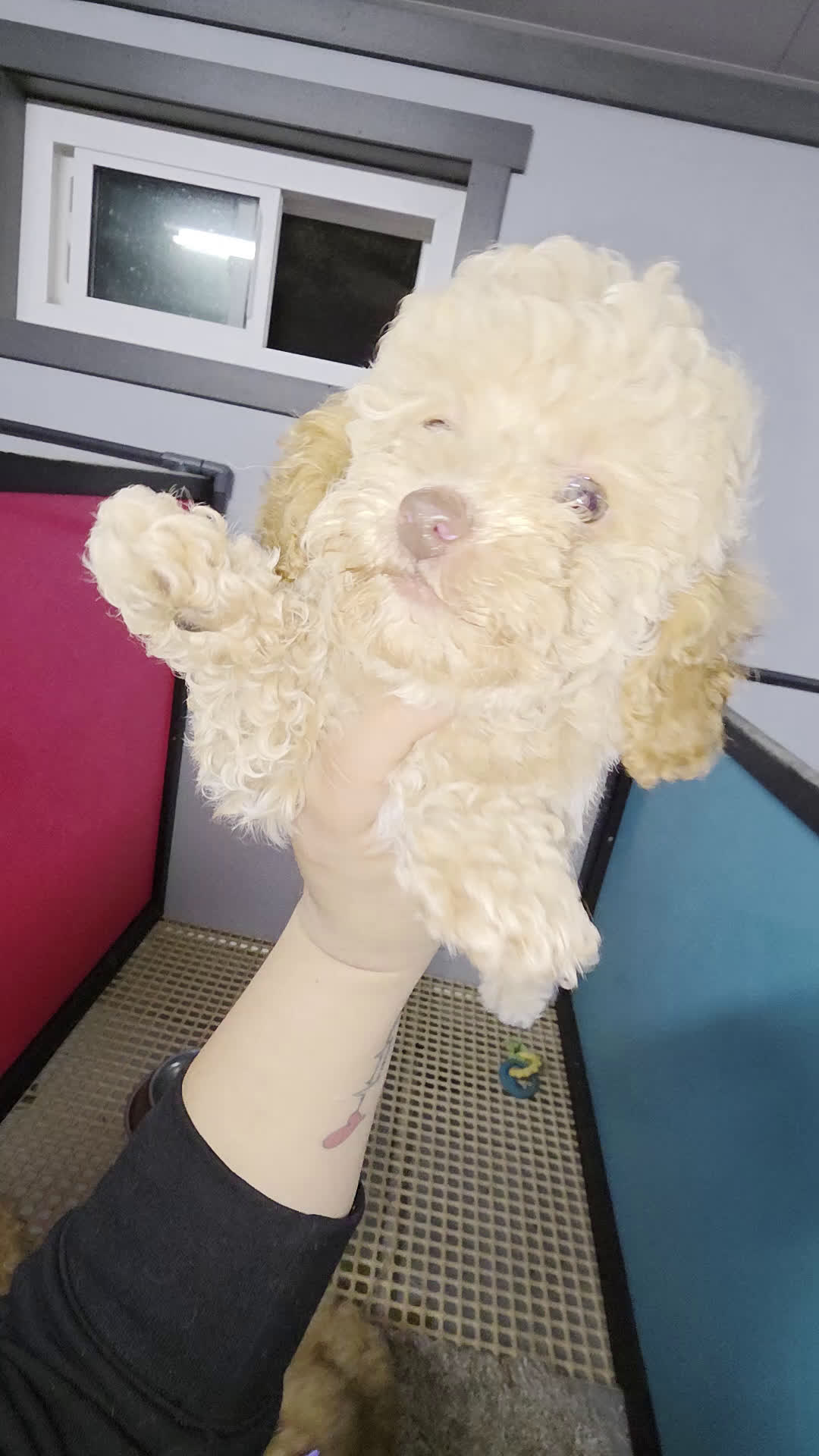 Toy Poodle dogs for sale: Toy Poodle caramelo - Video 3