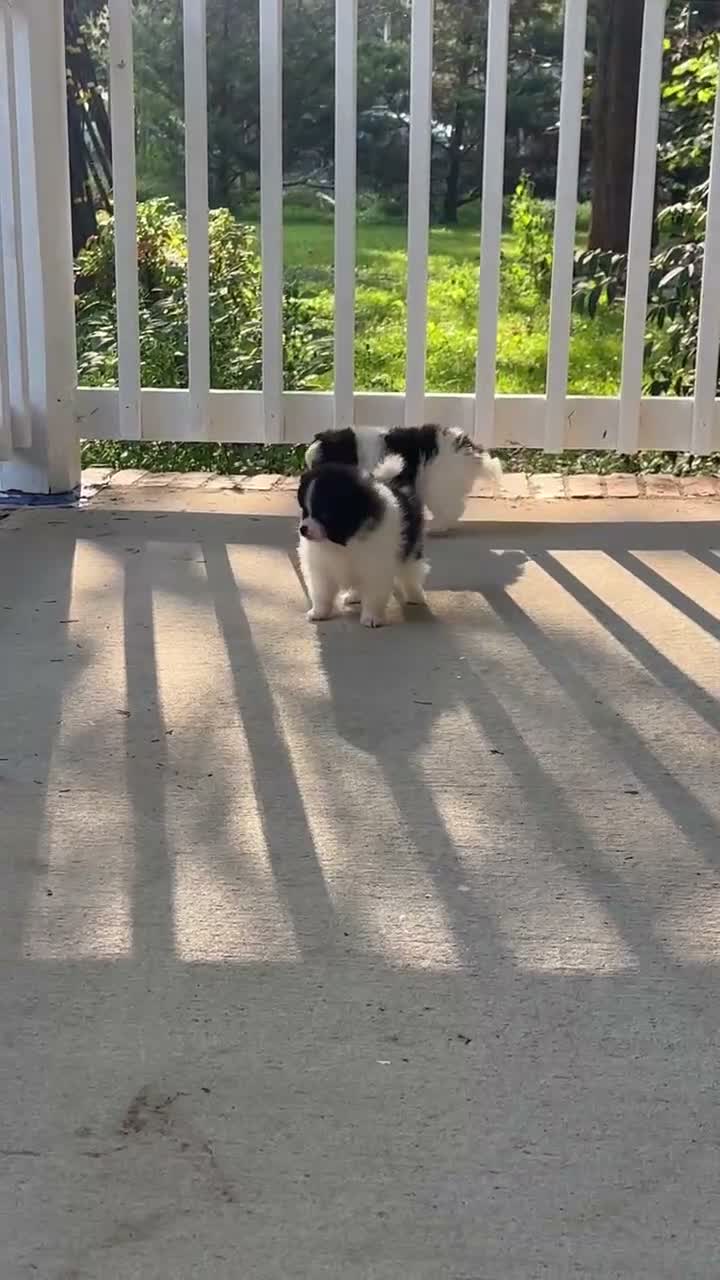 Pomeranian dogs for sale: Girl 1 - Video 1