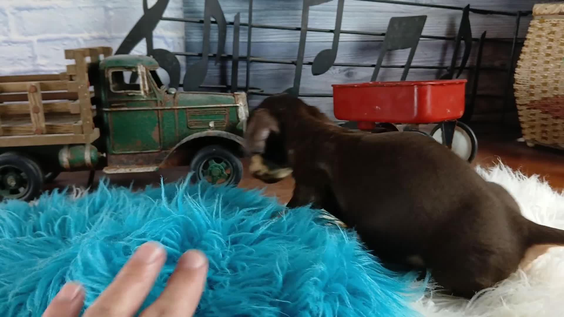 Miniature Dachshund dogs for sale: Suzies Chocolate boy. Hand Delivery  - Video 1
