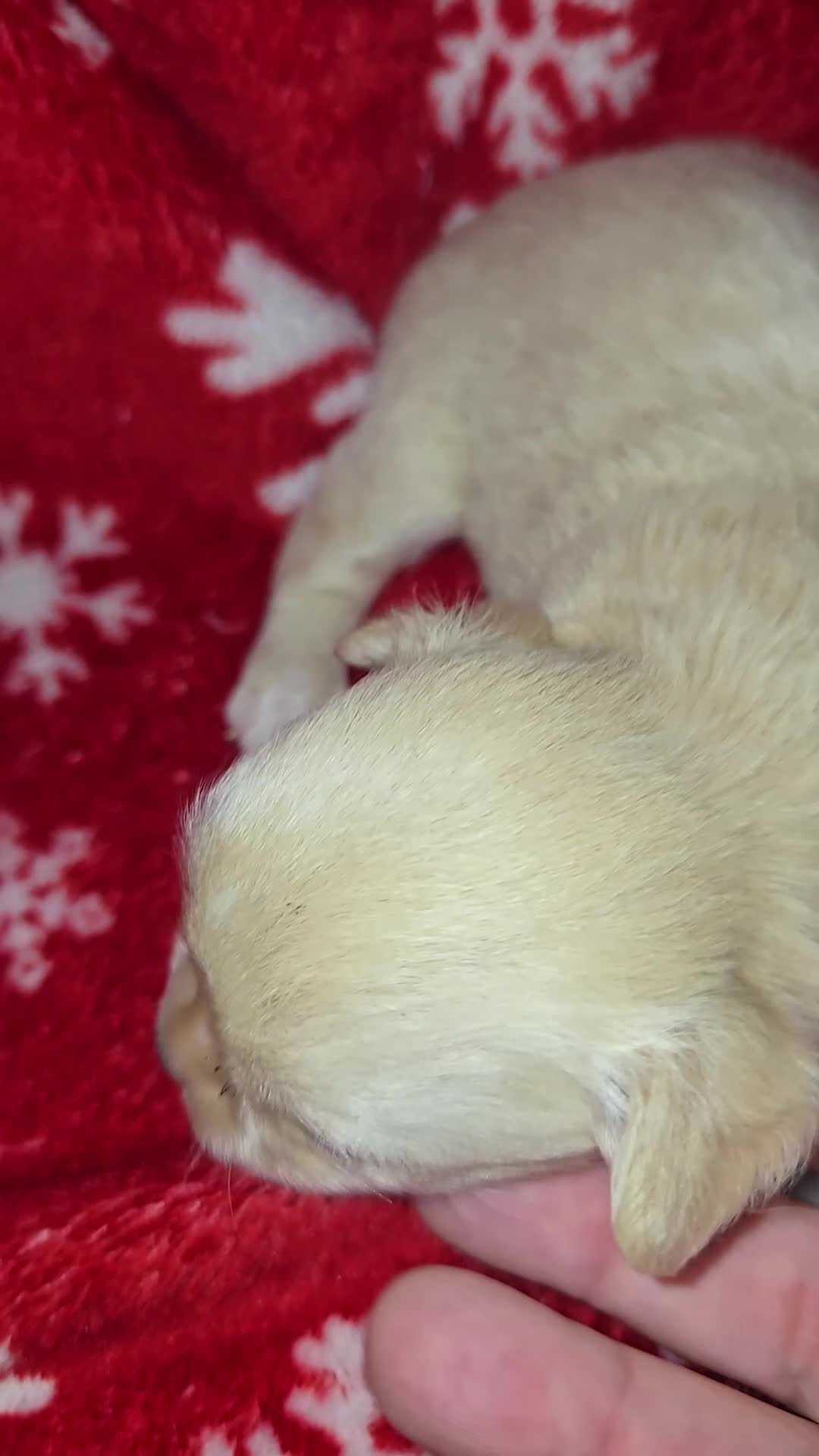 Chihuahua dogs for sale: Long Hair Cream Girl - Video 1