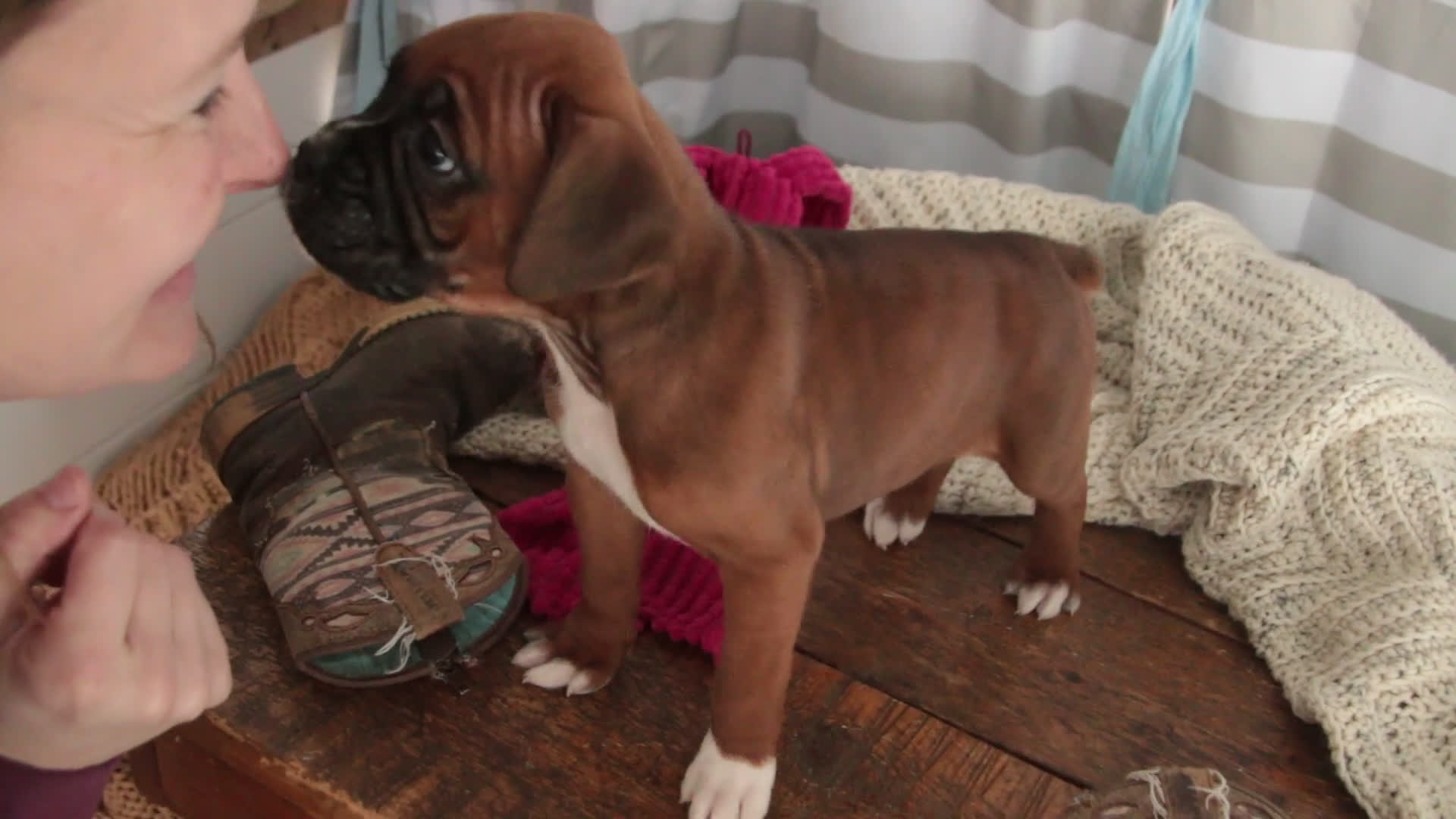 Boxer dogs for sale: Mocha - Video 1