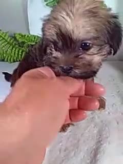 Shorkie dogs for sale: Grant - Video 1