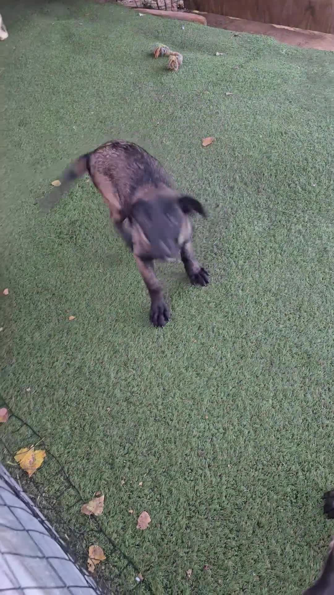 Belgian Malinois dogs for sale: Blue Collar Boy  - Video 1