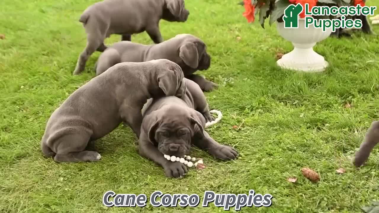 Cane Corso dogs for sale: Dirk - Video 1