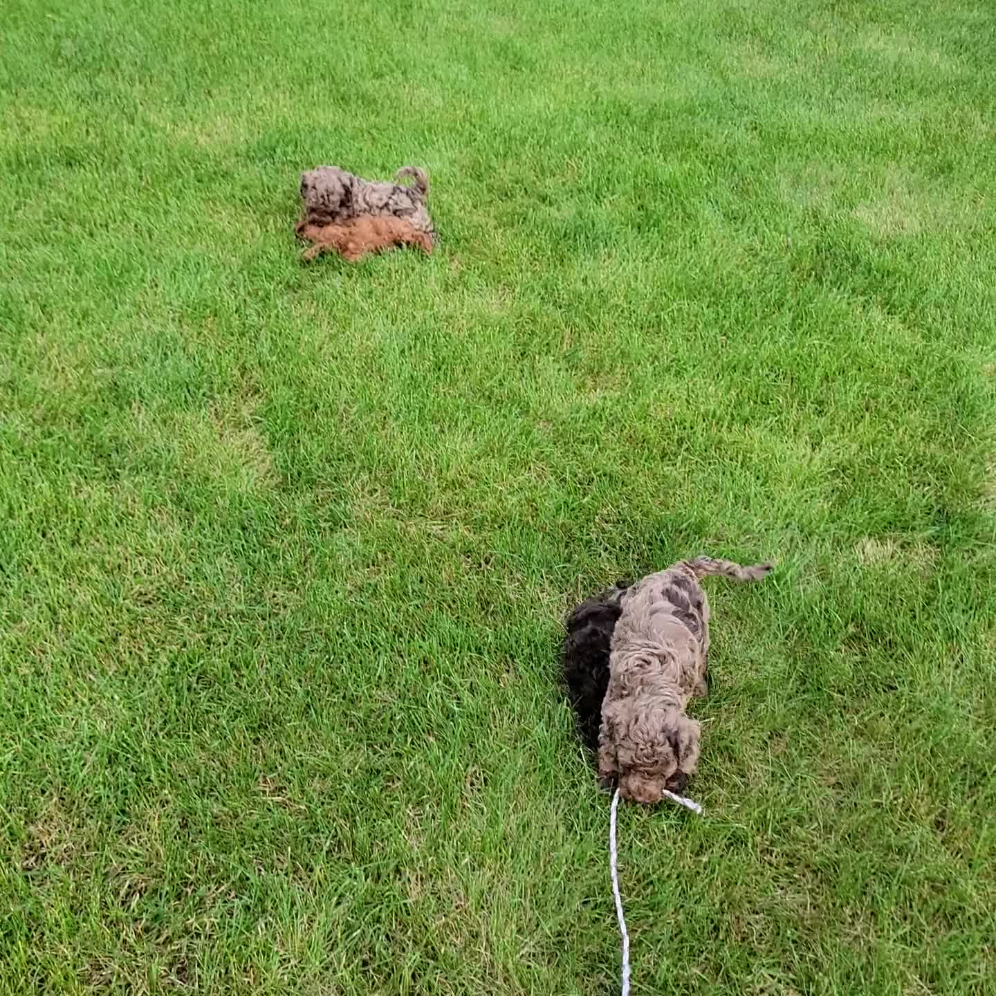 Cockapoo dogs for sale: Rocky - Video 1