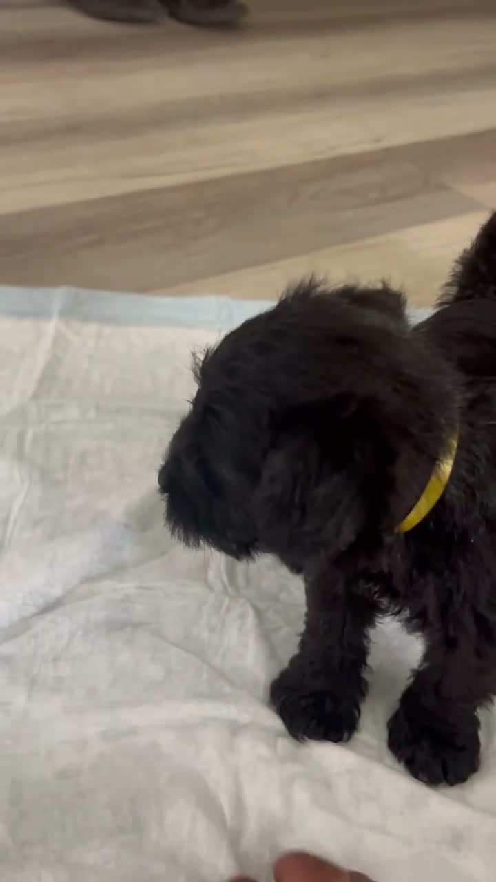 Schnauzer dogs for sale: Schnauzer 2 - Video 1
