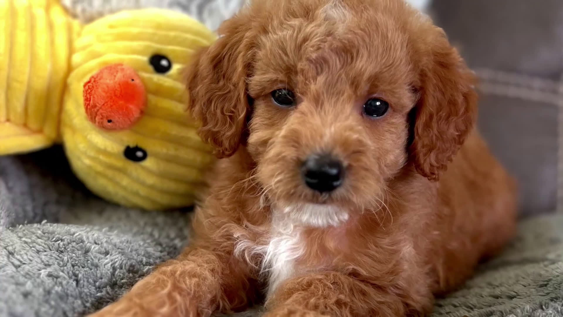 Mini Goldendoodle dogs for sale: Ozzy (Micro Mini) - Video 1