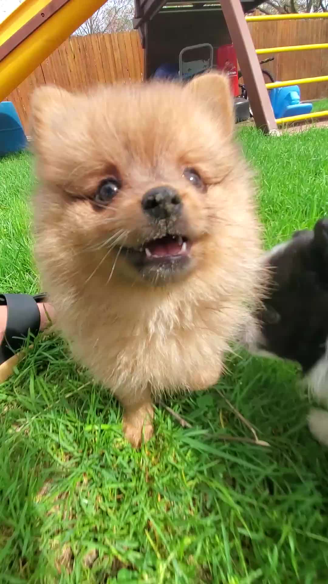 Pomeranian dogs for sale: Luke - Video 2