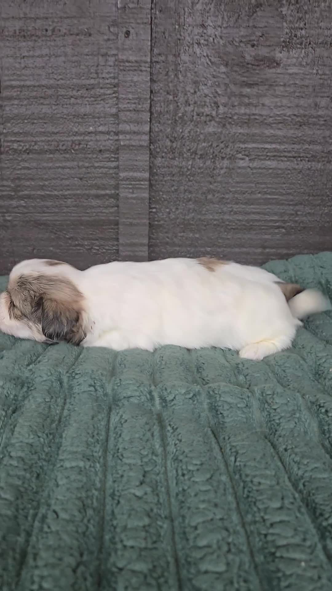 Mixed Breed dogs for sale: Shinese Bo - Video 1