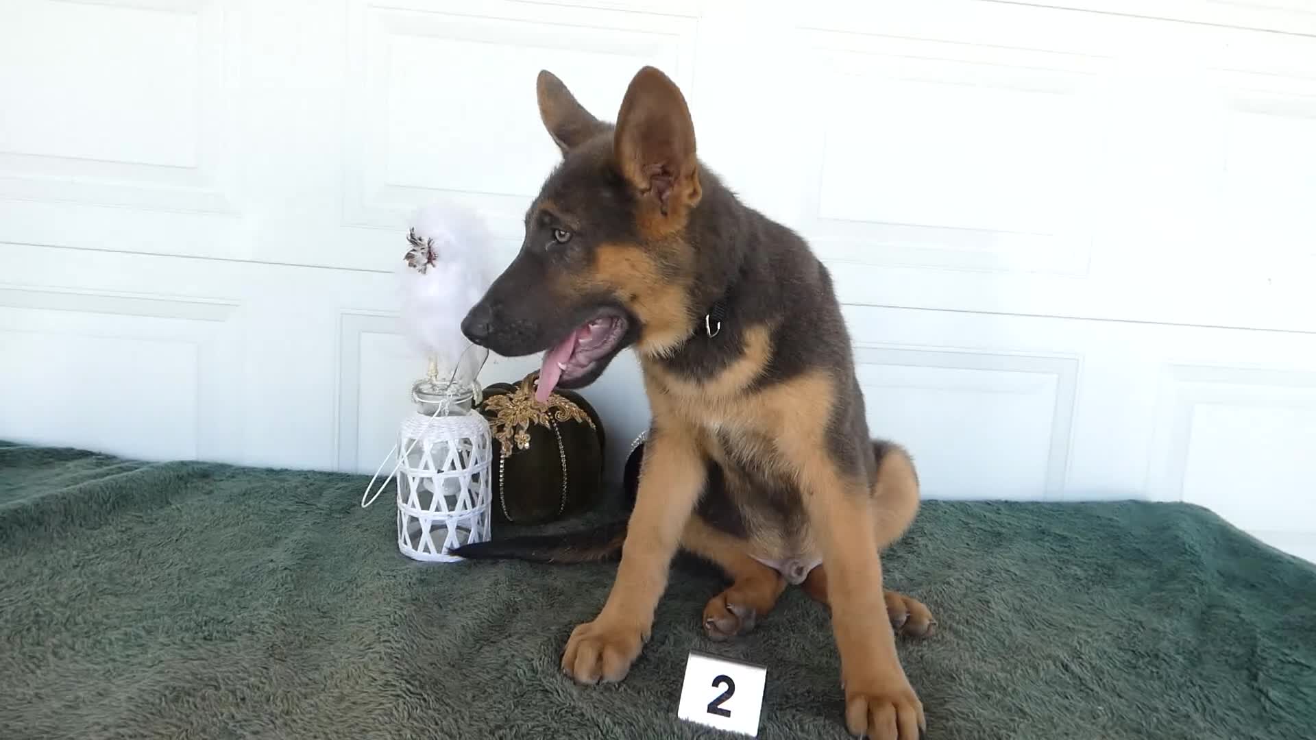 German Shepherd dogs for sale: German Shepherd 2 Max - Video 1