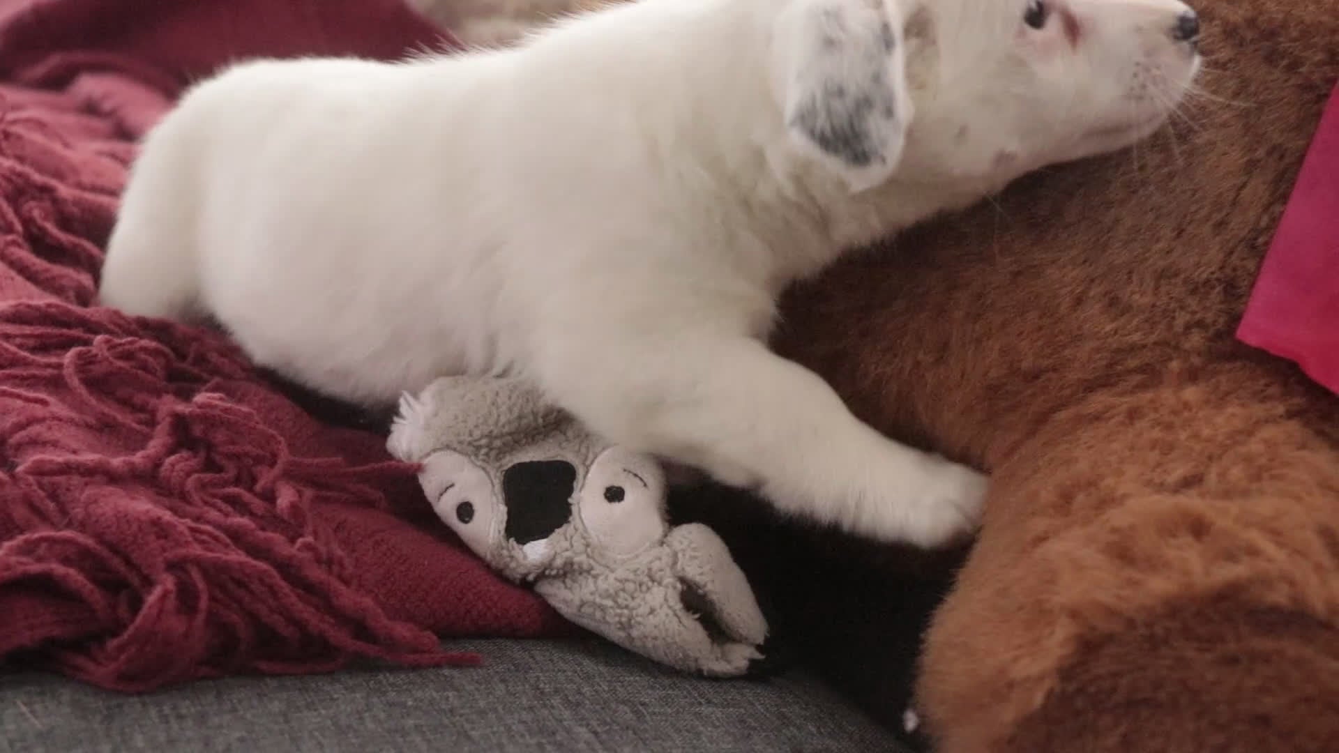 Mixed Breed dogs for sale: Marsha - Video 1