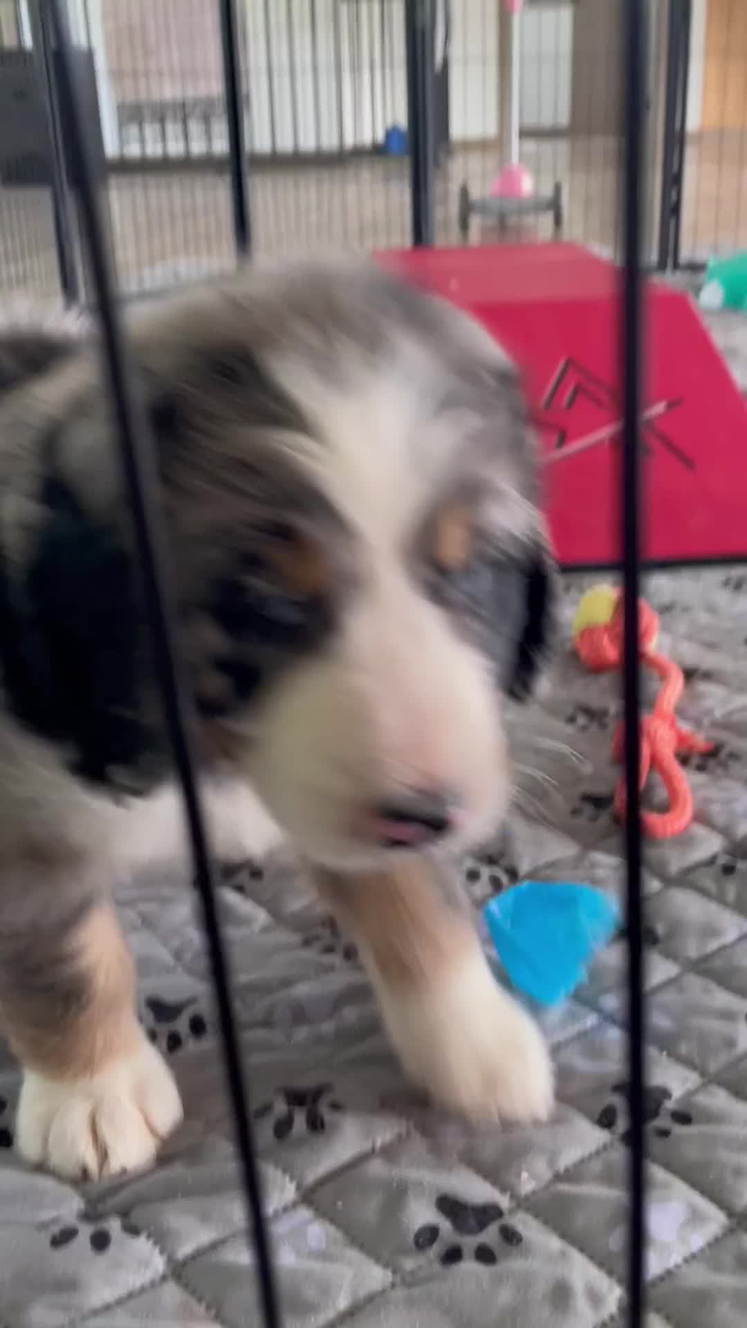Bernedoodle dogs for sale: Mr. Harley - Video 1