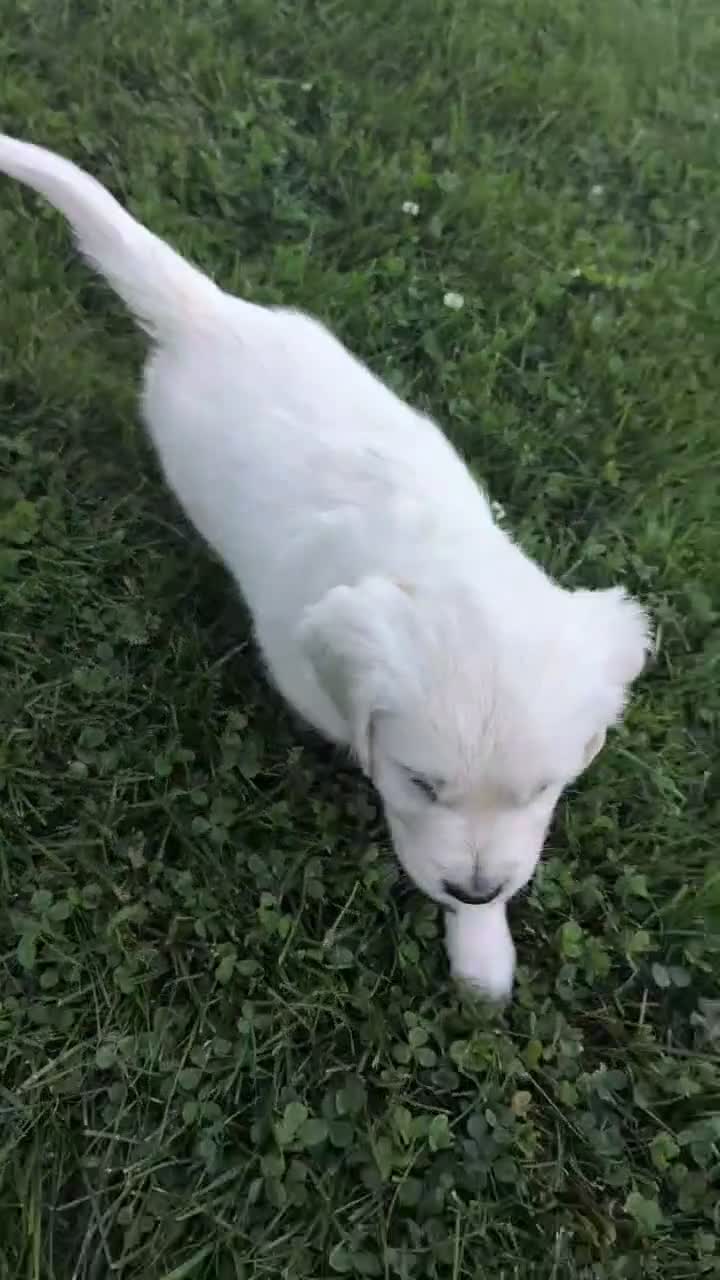 Golden Retriever dogs for sale: Baxter  - Video 1