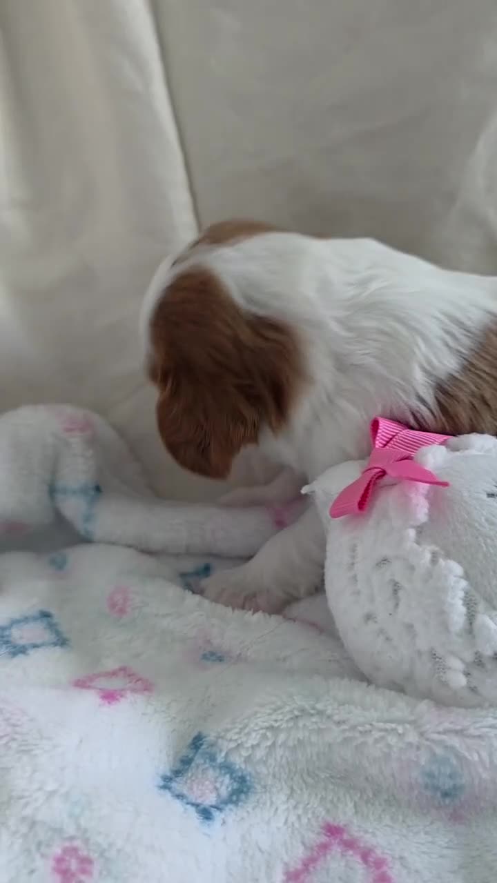 Cavalier King Charles Spaniel dogs for sale: Bean - Video 1