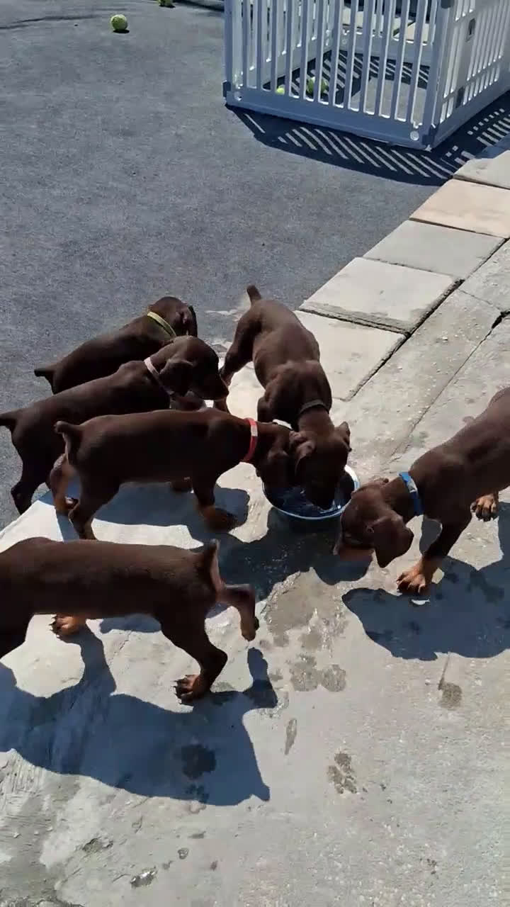 Doberman Pinscher dogs for sale: Doberman Pinscher Puppy 1 - Video 1