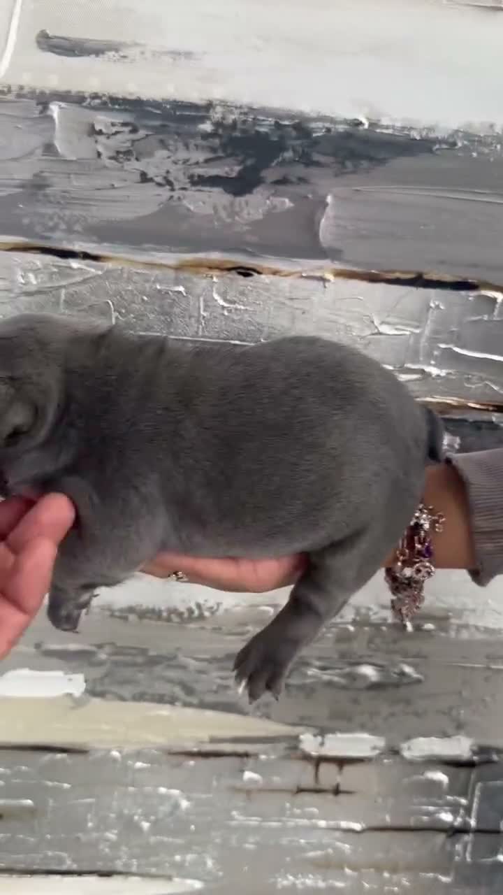 French Bulldog dogs for sale: French Bulldog 2 - Video 1