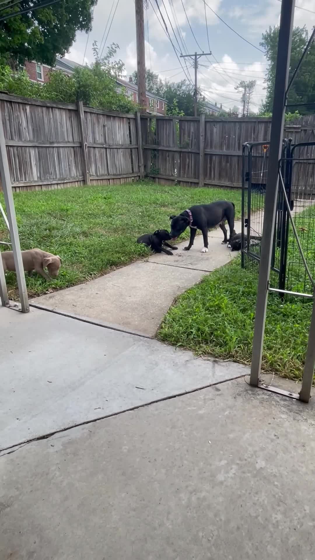 American Pit Bull Terrier dogs for sale: Sanji  - Video 2