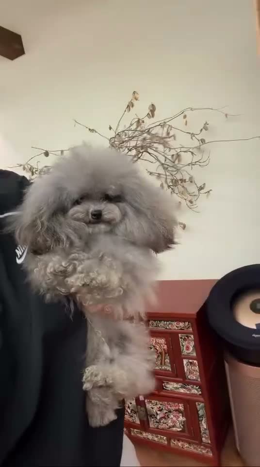 Toy Poodle dogs for sale: Frances  - Video 1