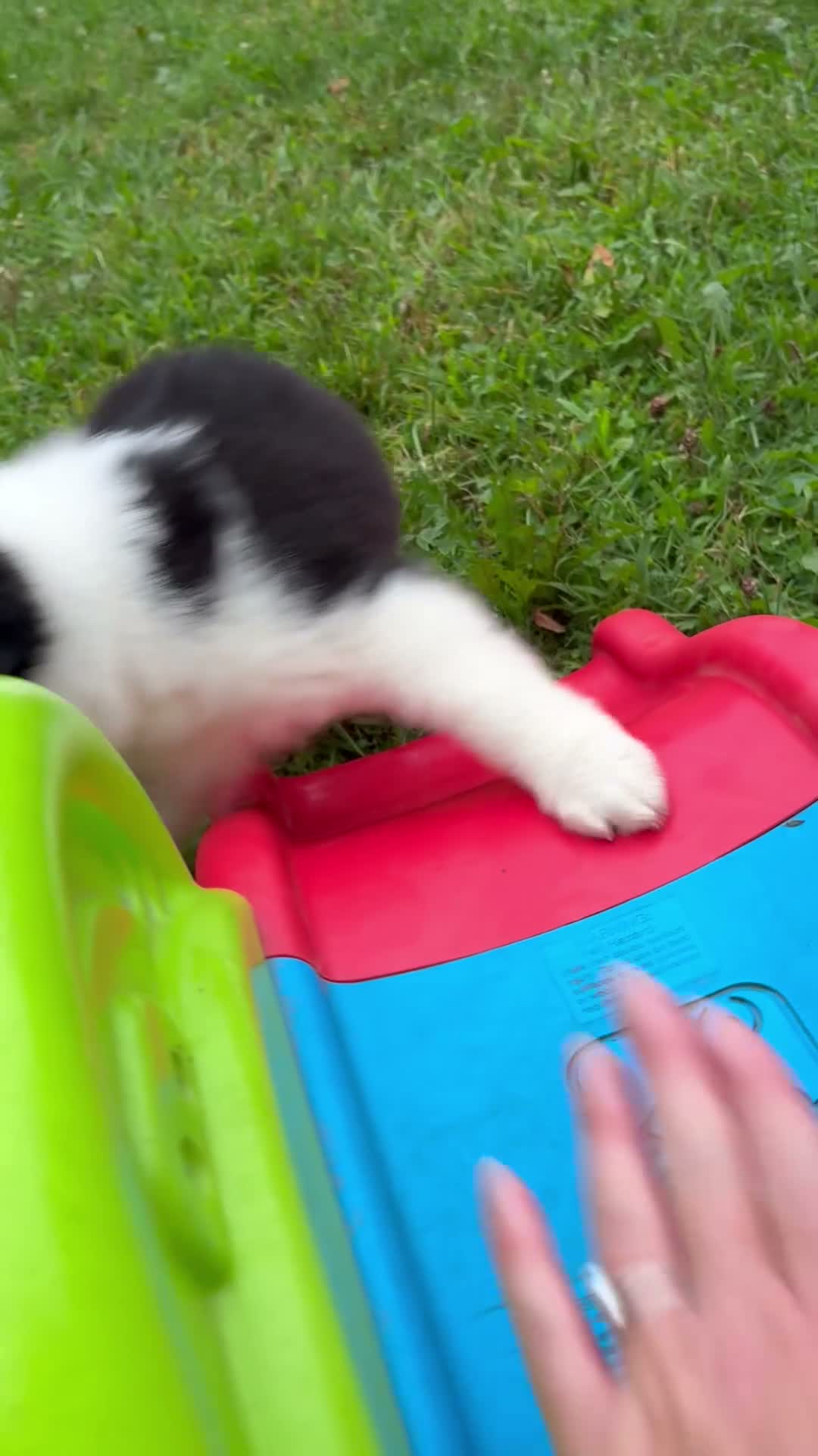 Australian Shepherd dogs for sale: Bandit - Video 1