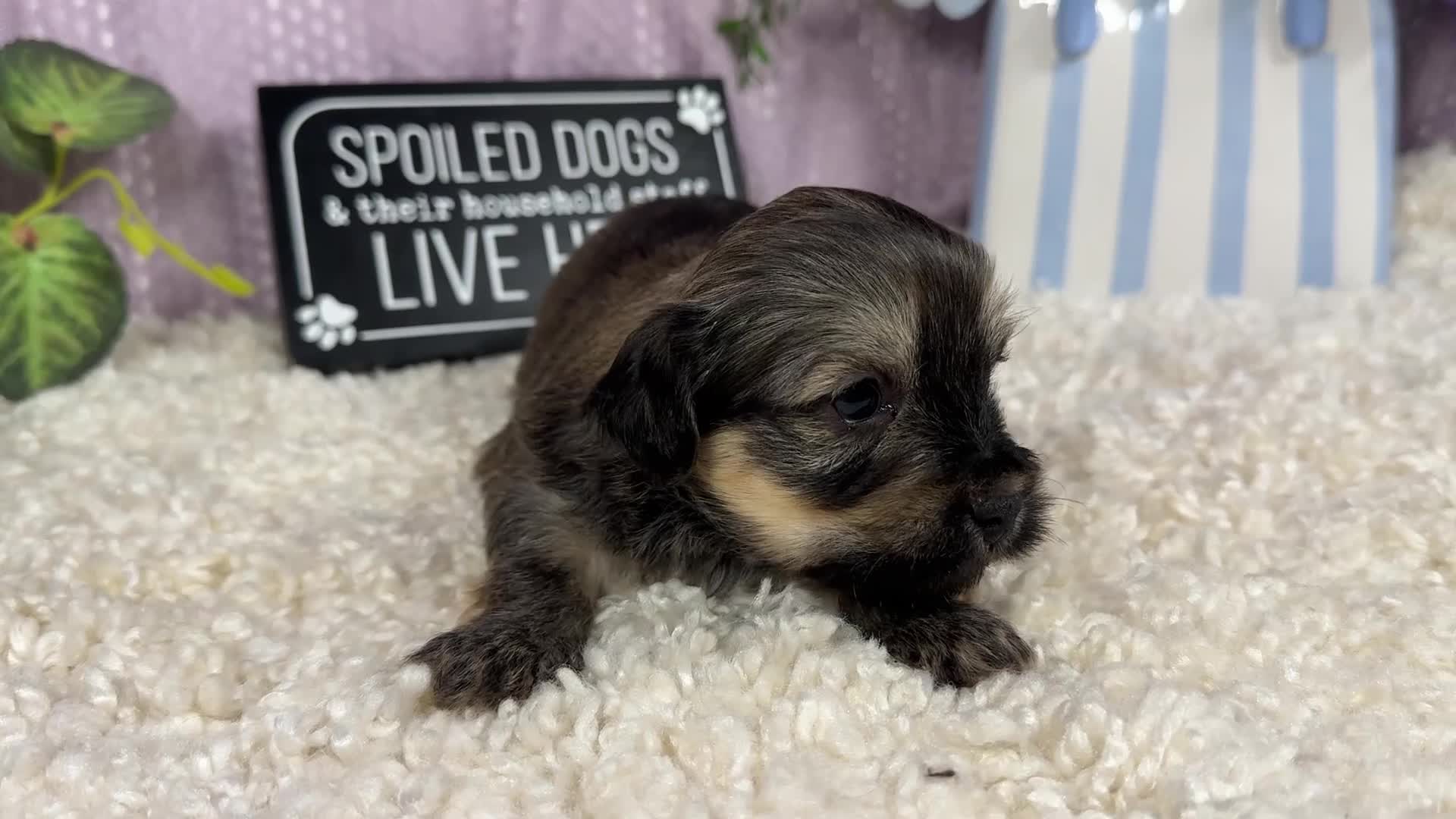 Havanese dogs for sale: Havanese 1 - Video 1