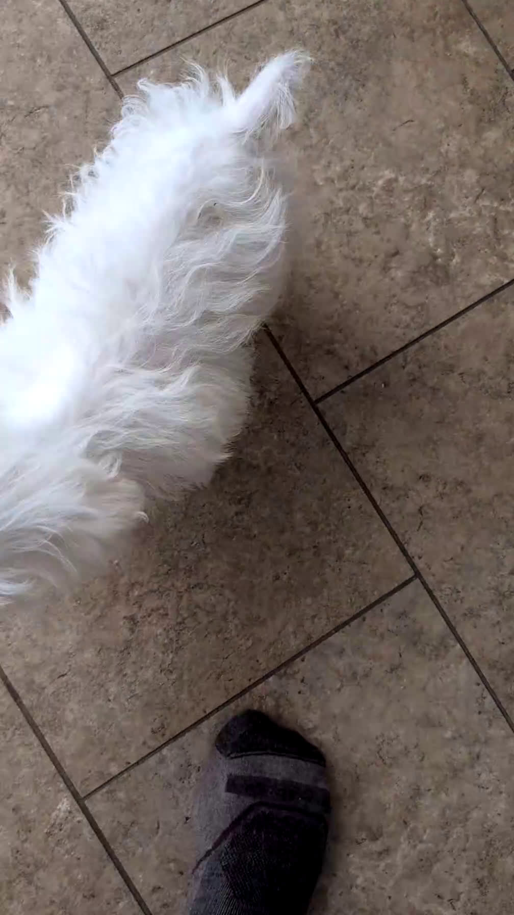 Maltese dogs for sale: King - Video 1