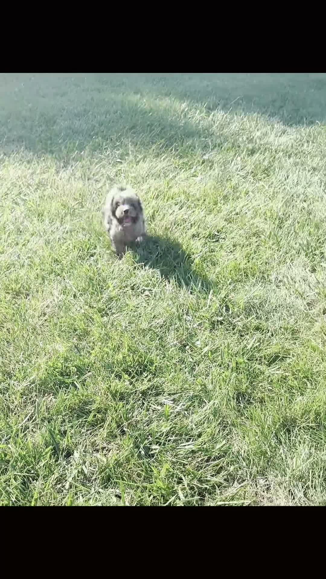 Cavapoo dogs for sale: fancy - Video 1